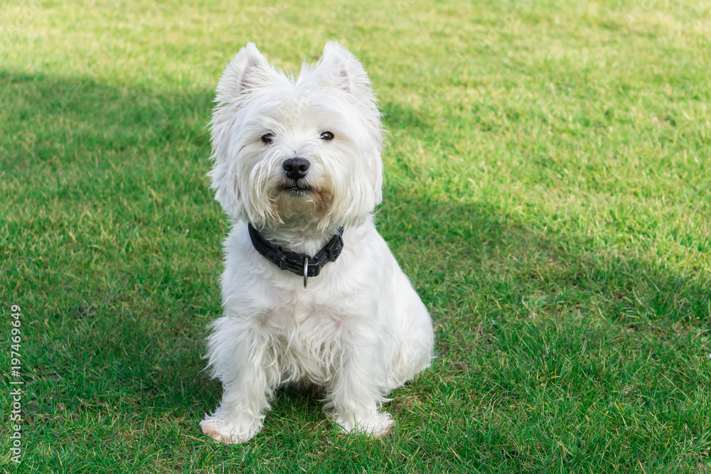West Highland White Terrier in the garden West Highland White Terrier in the garden