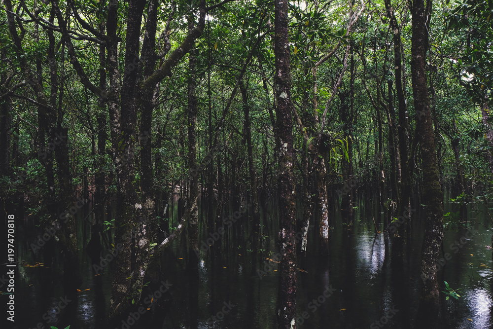 Fototapeta premium Dane Tree Exploration