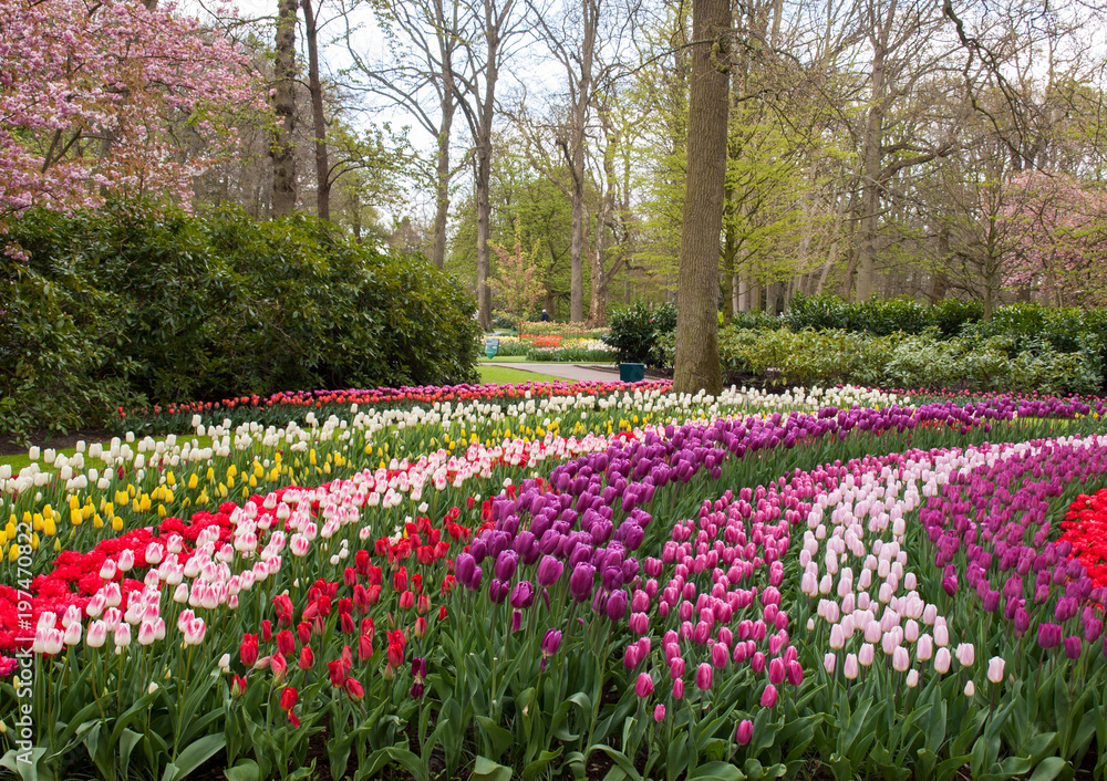 Colorful flowers in the Keukenhof Garden in Lisse, Holland, Netherlands.