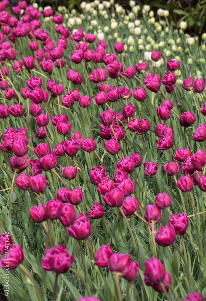 purple tulips flowers blooming in a garden purple tulips flowers blooming in a garden