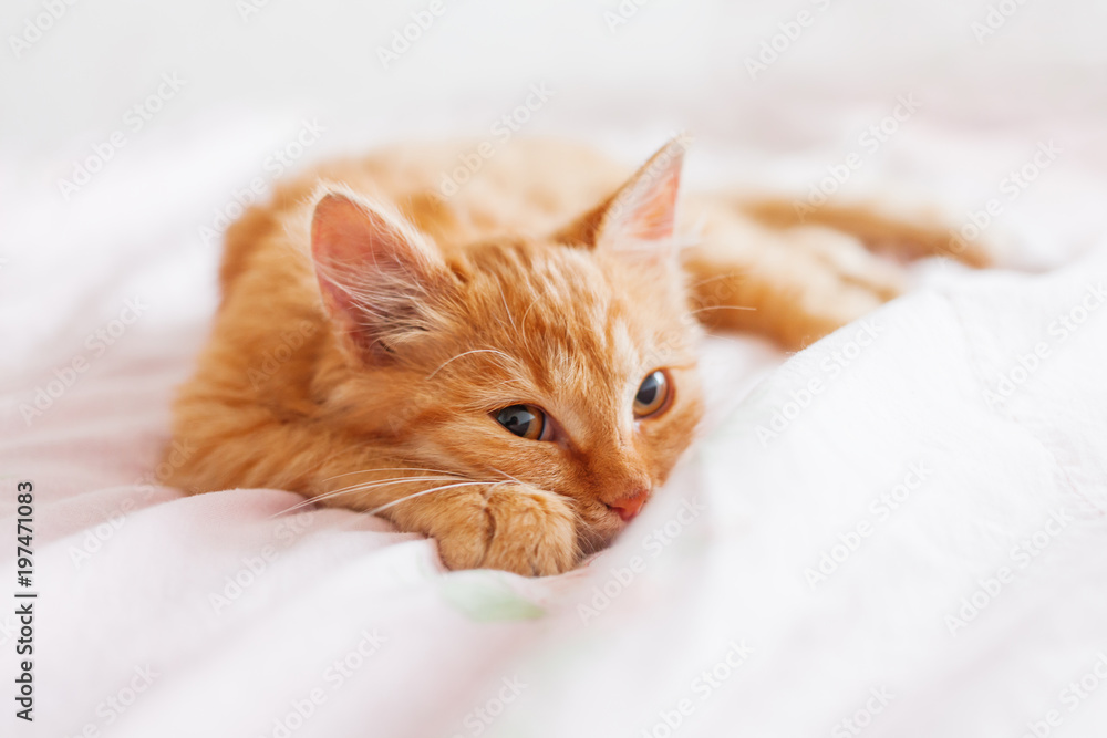 Fototapeta premium Ładny kot imbir leżący w łóżku. Puszysty zwierzak patrzy ciekawie. Bezpański kociak śpi na łóżku po raz pierwszy w życiu. Przytulne tło domu, poranna pora snu.