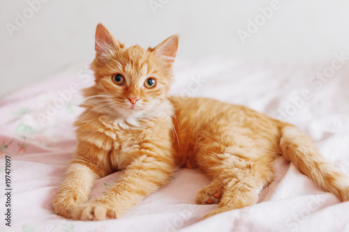 Fototapeta Naklejka Na Ścianę i Meble -  Cute ginger cat lying in bed. Fluffy pet is gazing curiously. Stray kitten sleep on bed first time in its life. Cozy home background, morning bedtime.