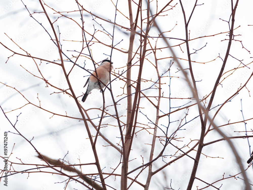 Natural winter background - frozen branches and female bullfinch. Russia.