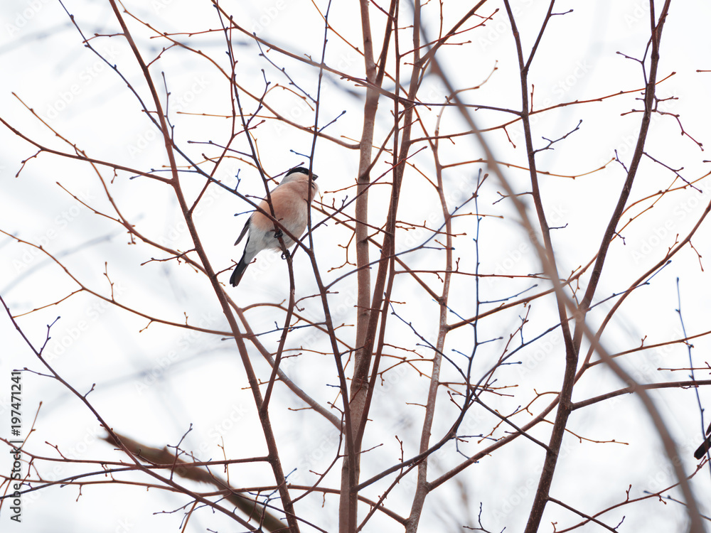 Natural winter background - frozen branches and female bullfinch. Russia. Natural winter background - frozen branches and female bullfinch. Russia.