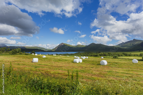Typical scandinavian landscape with meadows, mountains and straw in special white plastic bags. Lofoten islands, Norway.