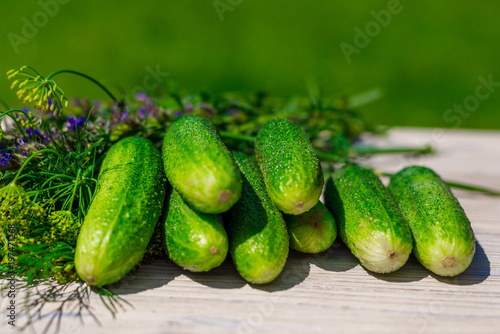 Fresh cucumber and bunch of spices on wooden table