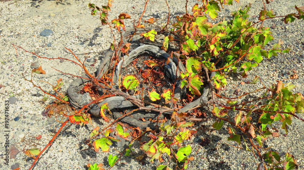 Obraz premium Vines in Santorini