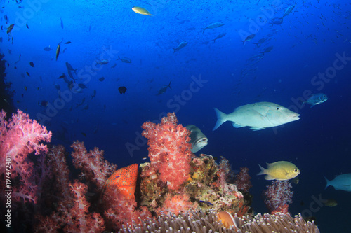 Fototapeta Naklejka Na Ścianę i Meble -  Underwater coral reef