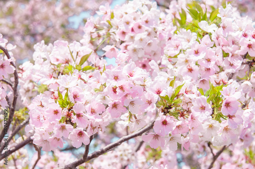 Sakura flower in Cherry blossom.Japan Sakura flower in Cherry blossom.Japan