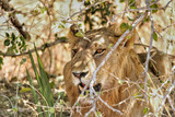 Lion resting in Ruaha National Park, Tanzania
