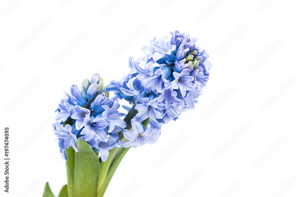 Fototapeta premium Purple flower details isolated on white background, surface