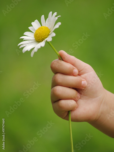 Little hand with flower daisy