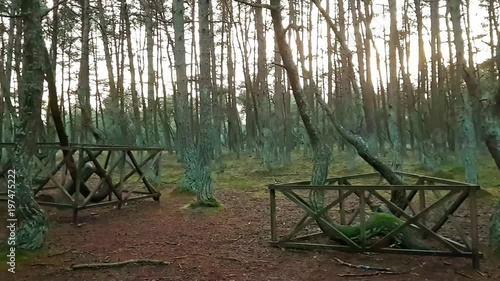 Dancing forest in National park Curonian spit. Reserved nature of a warm winter at Curonian spit in Kaliningrad, Russia. Curved conifers in the forest. UNESCO world Heritage Site photo