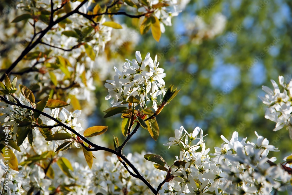 White blossoming branches of juneberry or snowy mespilus or Amelanchier lamarckii White blossoming branches of juneberry or snowy mespilus or Amelanchier lamarckii