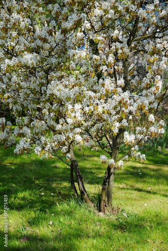 White blossoming juneberry trees or snowy mespilus of Amelanchier lamarckii on a green lawn