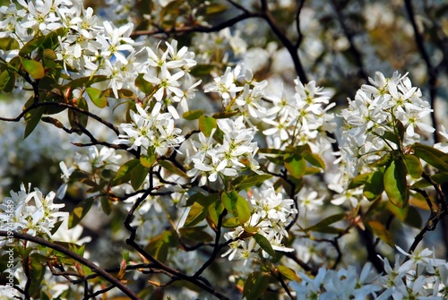White blossoming branches of juneberry or snowy mespilus or Amelanchier lamarckii