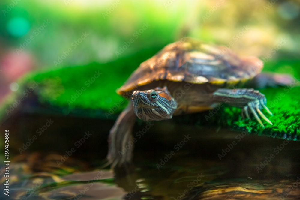 Obraz premium Red Eared Terrapin - Trachemys scripta elegans in the aquarium