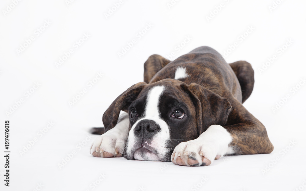 Boxer puppy lying isolated
