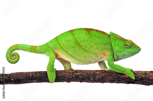 Parsons Chamäleon (Calumma parsonii) - Parson's chameleon