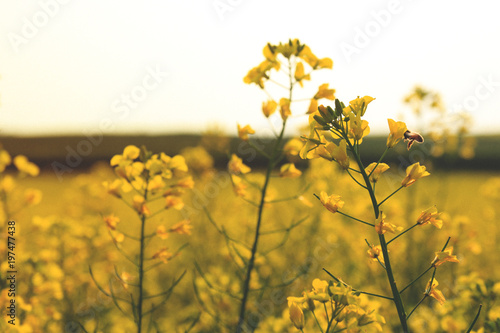 Beautiful atmospheric rapeseed flowers and bee in the field