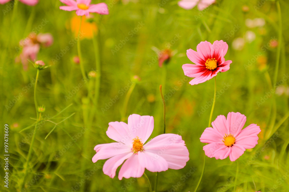 close up beautiful pastel pink flower named Cosmos bipinnatus in the green field, concept of three styles of character living together in a family close up beautiful pastel pink flower named Cosmos bipinnatus in the green field, concept of three styles of character living together in a family