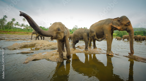 Elephant family bathing  Sri Lanka