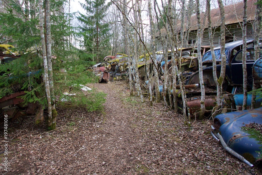 Fototapeta premium Graveyard of Cars