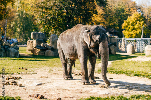 Elephants in wild nature in Africa. Danger huge animal in natural habitat in summer. Sunny day in autumn southern safari park. Beautiful mammal herbivore rest under sun light outdoor in savannah.