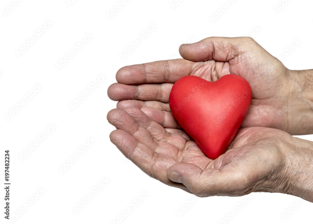 Old man's hands with red heart isolated on white background Old man's hands with red heart isolated on white background