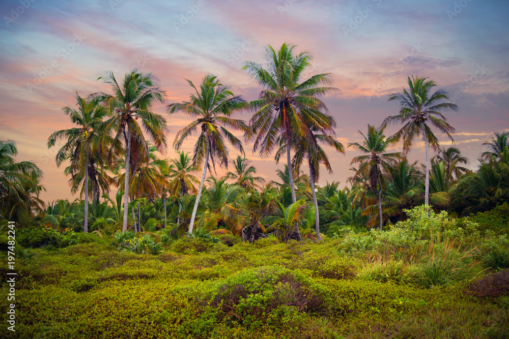 Obraz premium The tropical forest, palm trees on the beach background of palm trees.