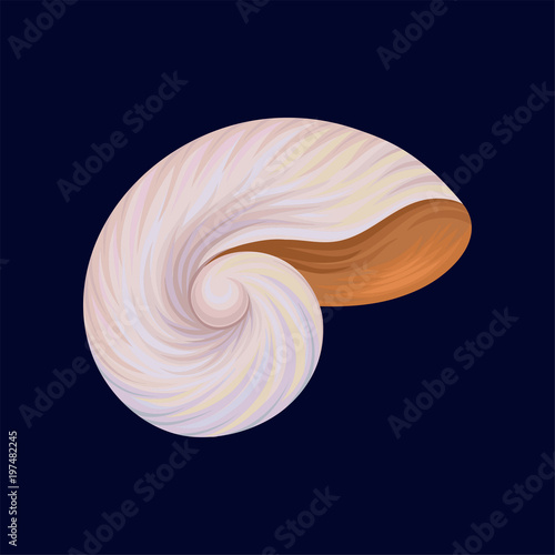 Snail house or shell, empty shell of a sea mollusk vector Illustration on a dark blue background © Happypictures