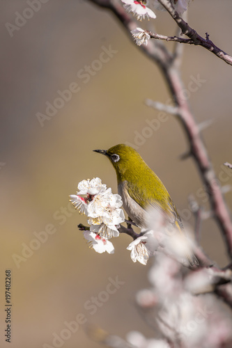 梅の花とメジロ