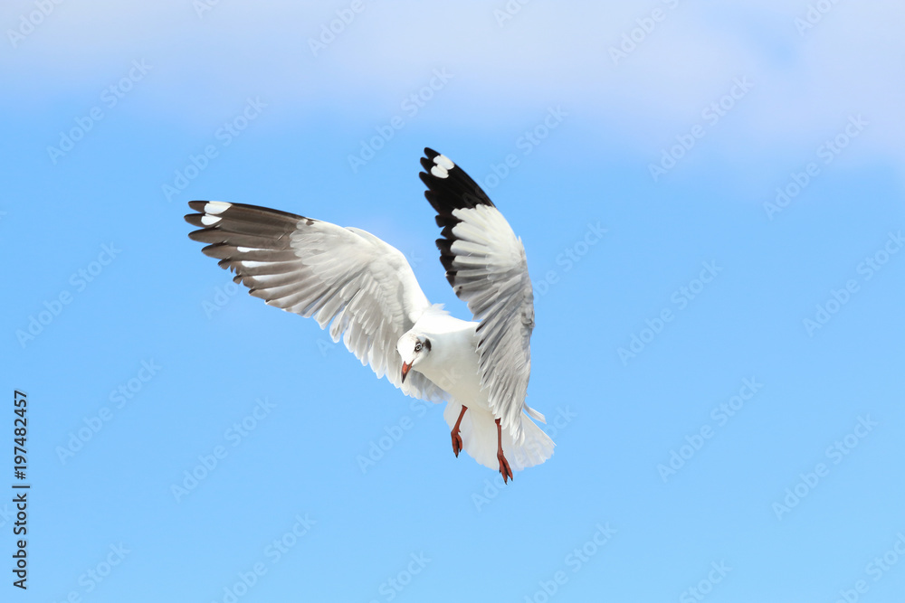 Obraz premium Seagull flying in the blue sky