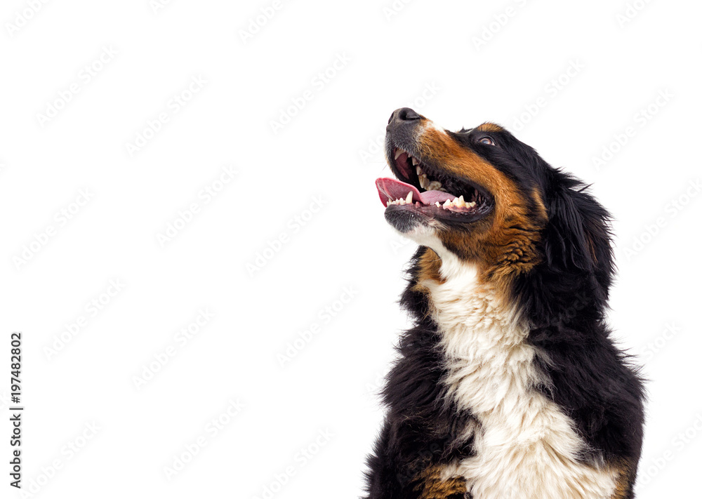 portrait of a Bernese Mountain Dog