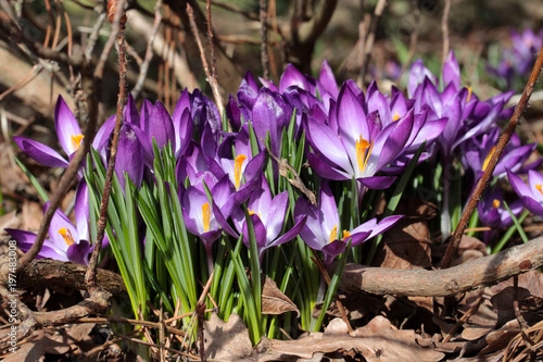 Crocus Ruby Giant