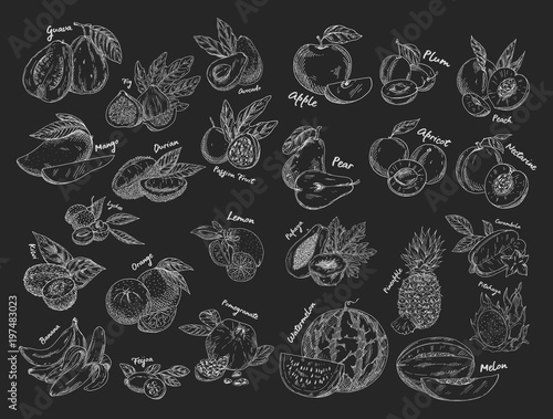 Sketches of isolated fruits. Vegetarian food or nutrition