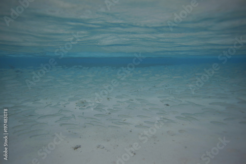 underwater world - school of tiny bright hardyheads fish swimming in a clear blue water over coral reef sandy bottom  in Guraidhoo island  Maldives