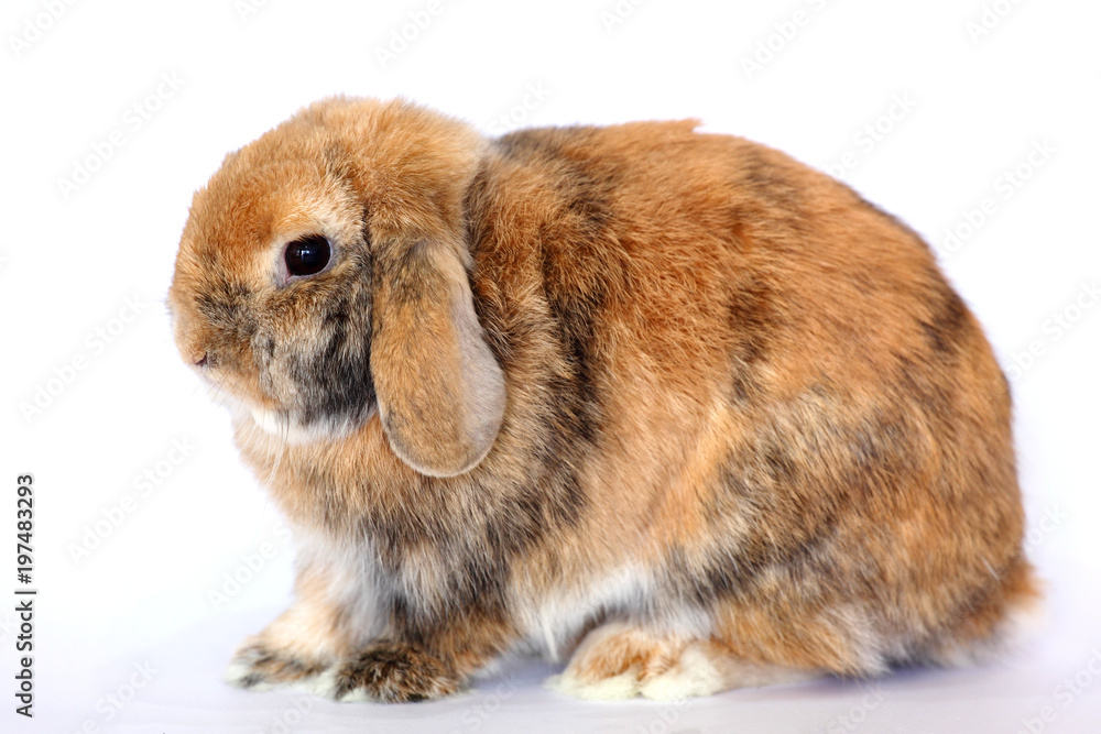 easter bunny rabbit portrait sitting on white background easter bunny rabbit portrait sitting on white background