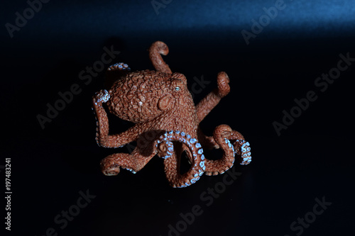Photography Child's toy octopus with colored gels.