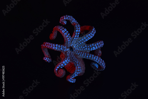 Child's toy octopus with colored gels. 