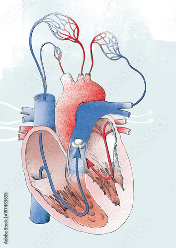 Illustration of human heart isolated on white background photo