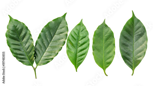 arabica coffee leaf on a white background.