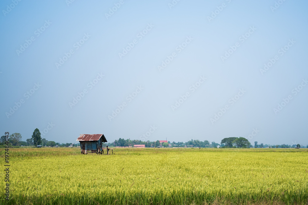 Beautiful landscape of rice field in Thailand Beautiful landscape of rice field in Thailand