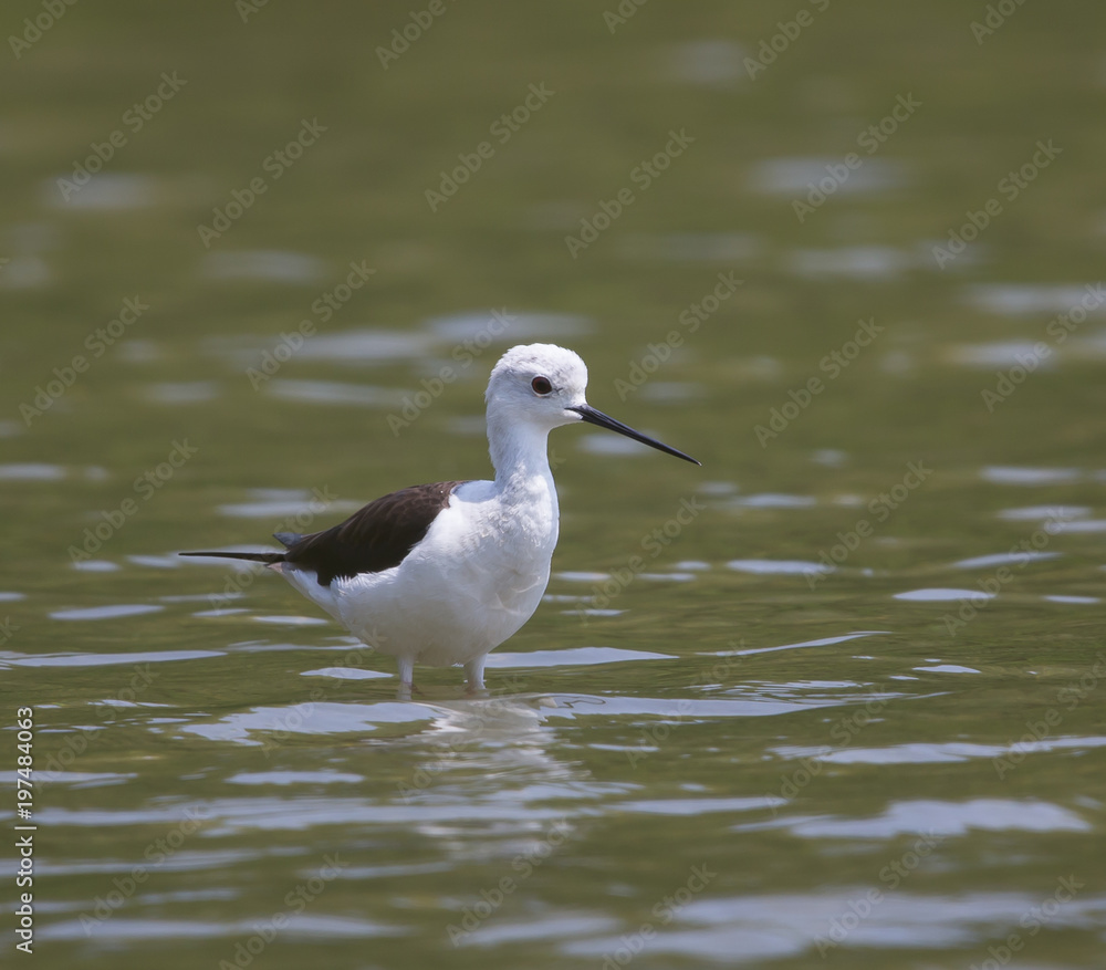 Fototapeta premium Black-winged Stilt (Himantopus himantopus)