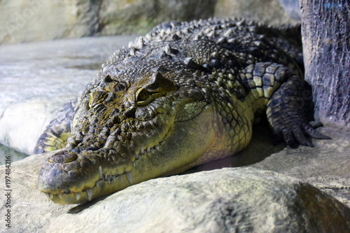 Terrible crocodile portrait. Crocodylus niloticus animal resting near the river in nature. Wildlife background with Dangerous predator