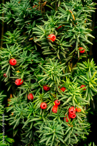 Colourful Berries on the Yew Tree © tom carpenter