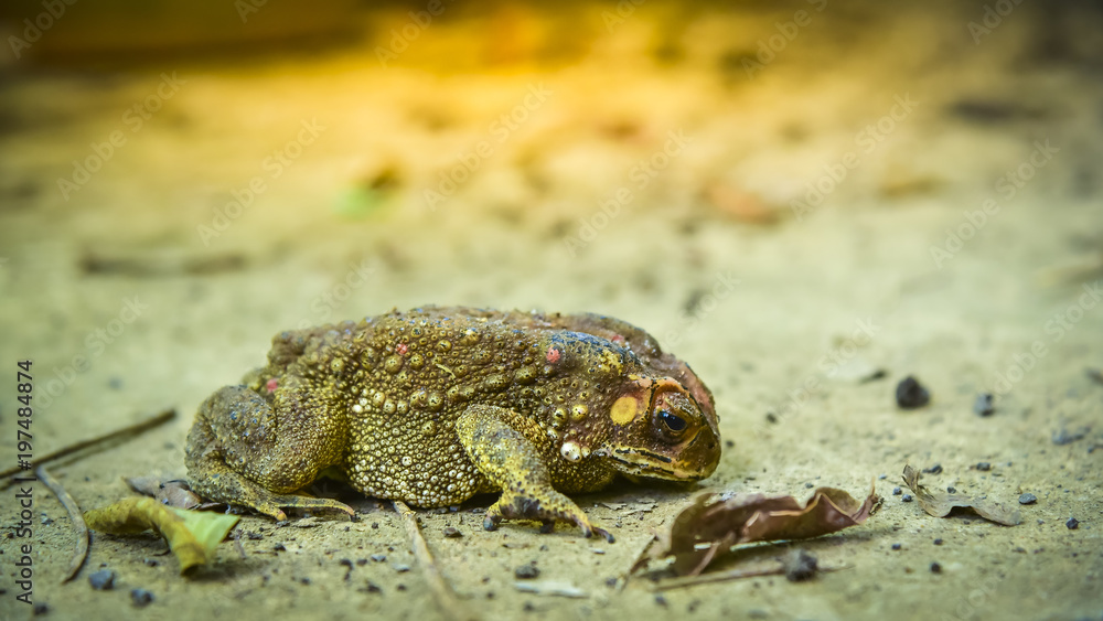 Closed up toad on the ground and looking around itself Closed up toad on the ground and looking around itself