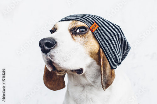 Beagle dog in striped hipster hat looking askance  photo
