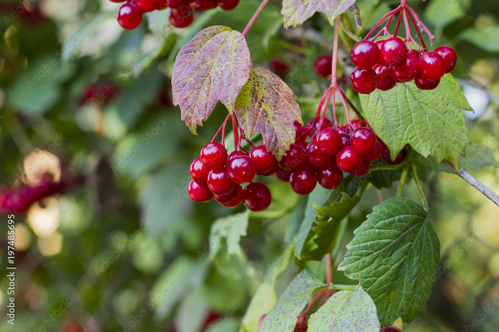 Red viburnum berries hanging on tree Red viburnum berries hanging on tree