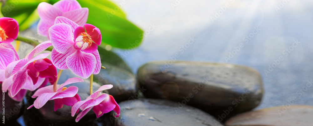 Fototapeta premium Black spa stones and pink orchid flowers .